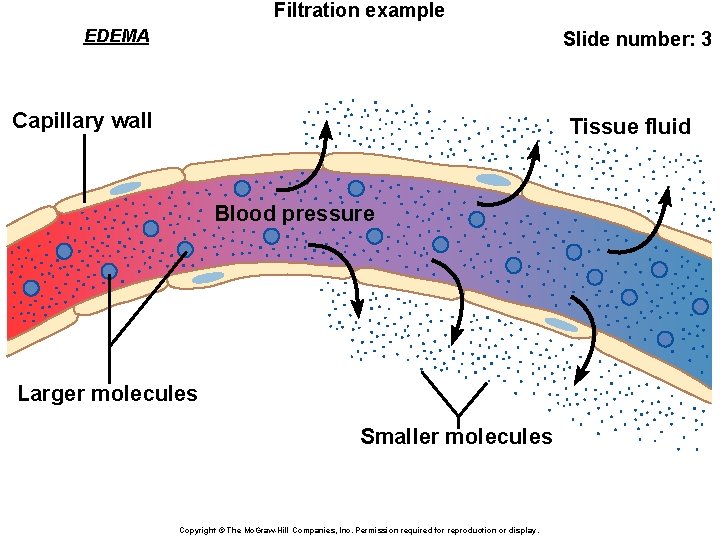 Filtration example EDEMA Slide number: 3 Capillary wall Tissue fluid Blood pressure Larger molecules