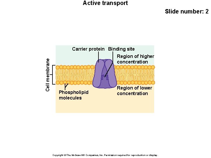 Active transport Slide number: 2 Cell membrane Carrier protein Binding site Region of higher