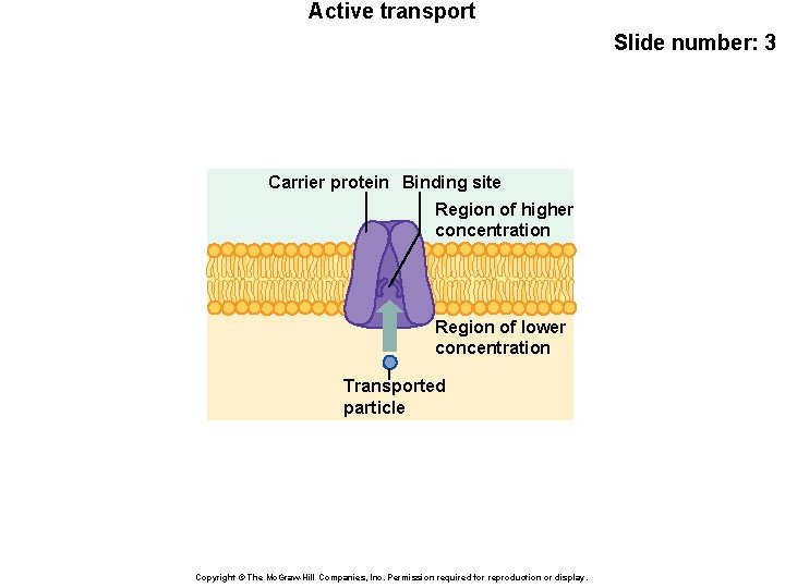 Active transport Slide number: 3 Carrier protein Binding site Region of higher concentration Region