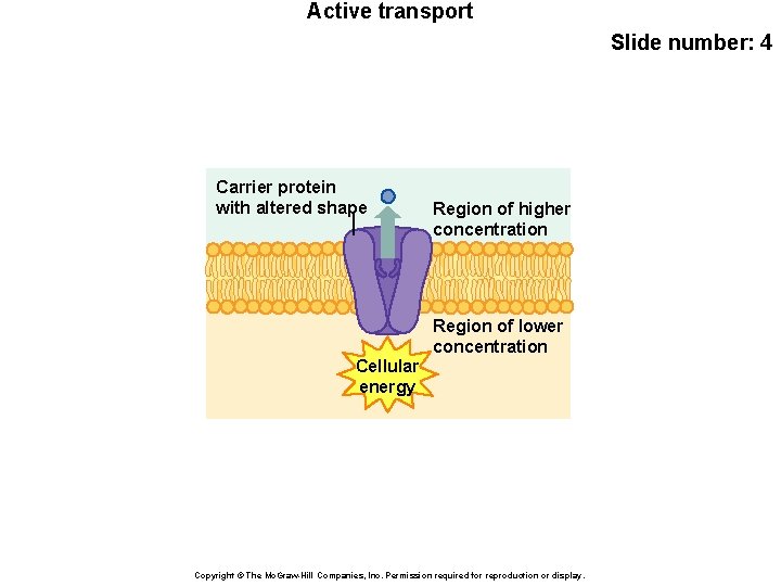 Active transport Slide number: 4 Carrier protein with altered shape Cellular energy Region of