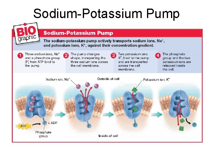 Sodium-Potassium Pump 