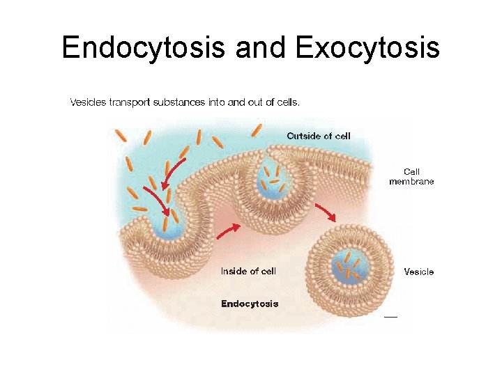 Endocytosis and Exocytosis 