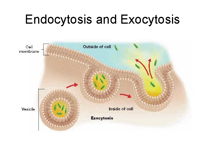 Endocytosis and Exocytosis 