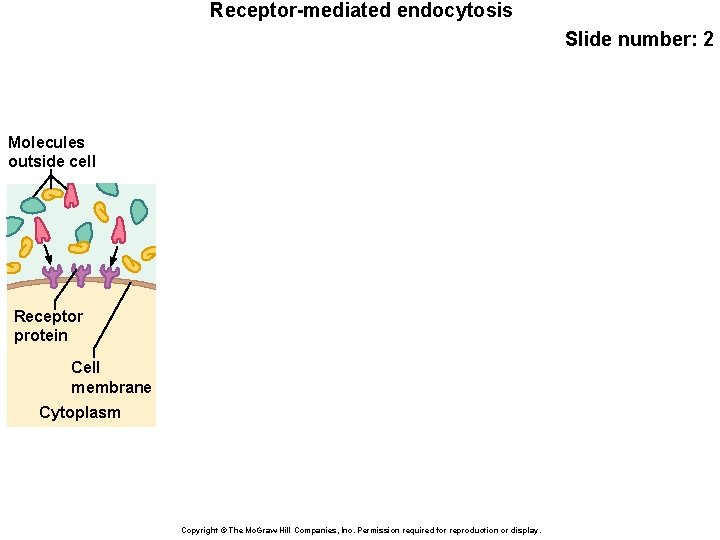 Receptor-mediated endocytosis Slide number: 2 Molecules outside cell Receptor protein Cell membrane Cytoplasm Copyright