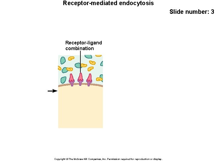 Receptor-mediated endocytosis Slide number: 3 Receptor-ligand combination Copyright © The Mc. Graw-Hill Companies, Inc.