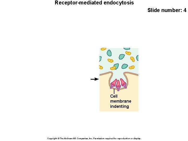 Receptor-mediated endocytosis Slide number: 4 Cell membrane indenting Copyright © The Mc. Graw-Hill Companies,