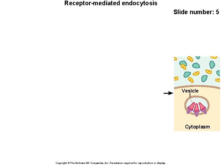 Receptor-mediated endocytosis Slide number: 5 Vesicle Cytoplasm Copyright © The Mc. Graw-Hill Companies, Inc.