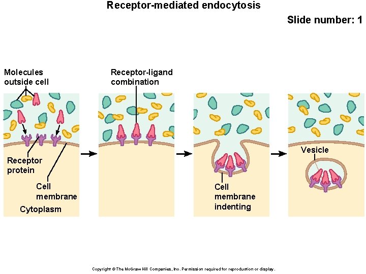 Receptor-mediated endocytosis Slide number: 1 Molecules outside cell Receptor-ligand combination Vesicle Receptor protein Cell