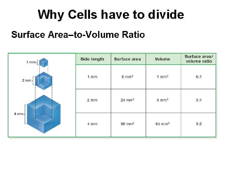 Why Cells have to divide 