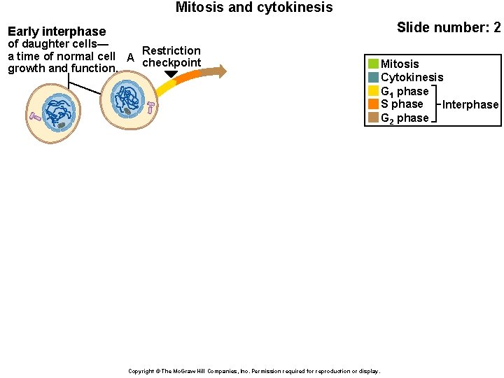 Mitosis and cytokinesis Slide number: 2 Early interphase of daughter cells— a time of