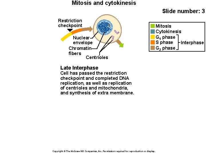 Mitosis and cytokinesis Slide number: 3 Restriction checkpoint Nuclear envelope Chromatin fibers Centrioles Late
