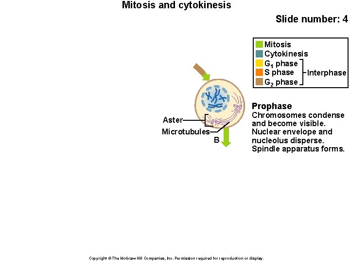 Mitosis and cytokinesis Slide number: 4 Mitosis Cytokinesis G 1 phase S phase Interphase