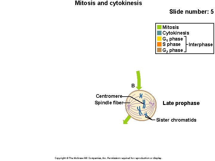 Mitosis and cytokinesis Slide number: 5 Mitosis Cytokinesis G 1 phase S phase Interphase