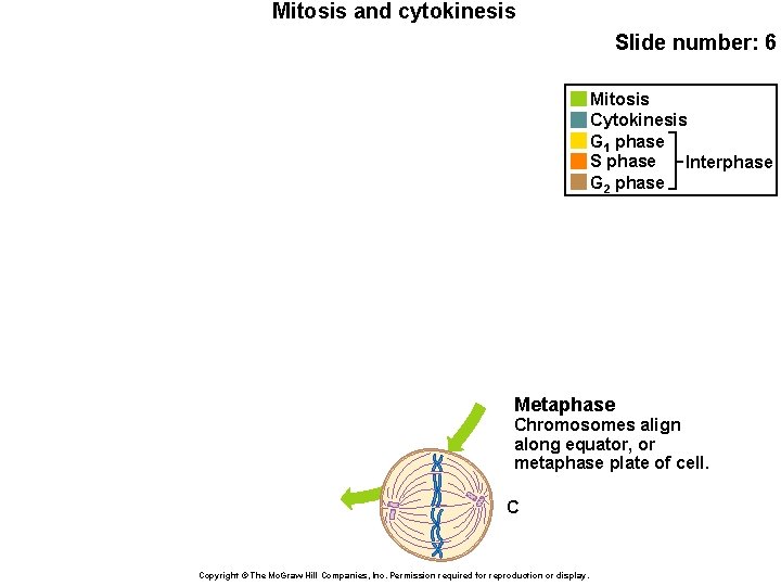 Mitosis and cytokinesis Slide number: 6 Mitosis Cytokinesis G 1 phase S phase Interphase