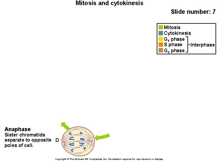Mitosis and cytokinesis Slide number: 7 Mitosis Cytokinesis G 1 phase S phase Interphase