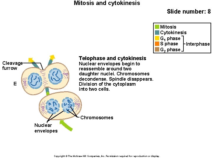 Mitosis and cytokinesis Slide number: 8 Mitosis Cytokinesis G 1 phase S phase Interphase