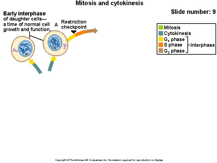 Mitosis and cytokinesis Slide number: 9 Early interphase of daughter cells— a time of
