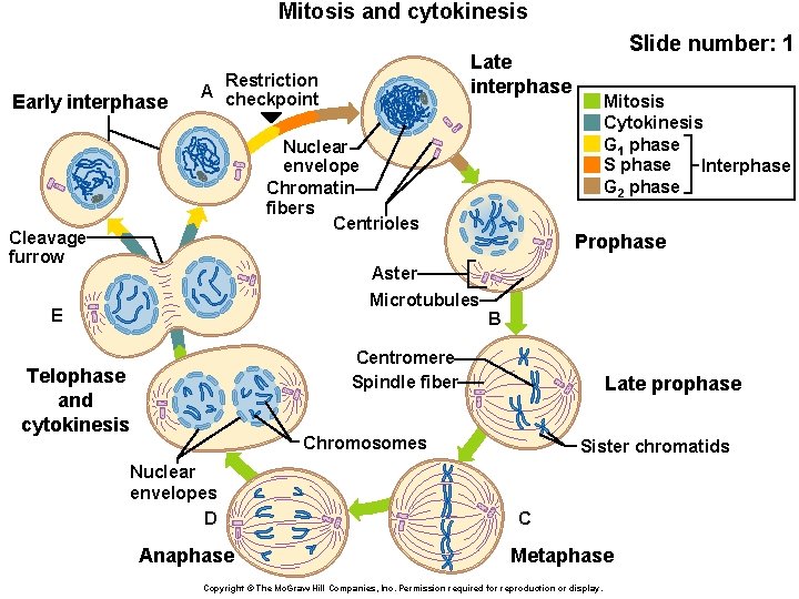 Mitosis and cytokinesis Early interphase Late interphase Restriction A checkpoint Nuclear envelope Chromatin fibers