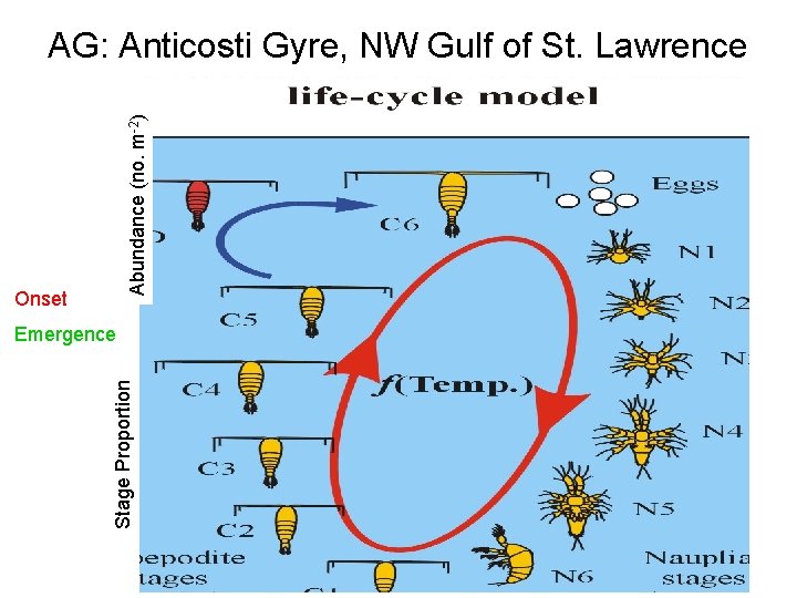 Abundance (no. m-2) AG: Anticosti Gyre, NW Gulf of St. Lawrence Onset Stage Proportion