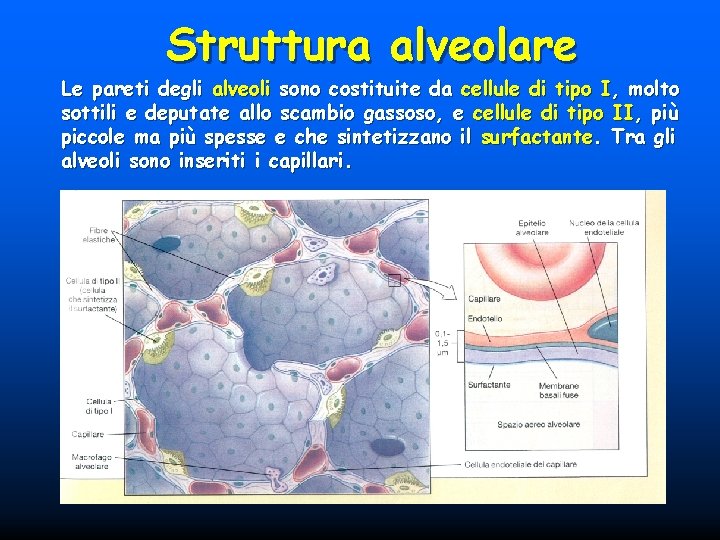 Struttura alveolare Le pareti degli alveoli sono costituite da cellule di tipo I, molto