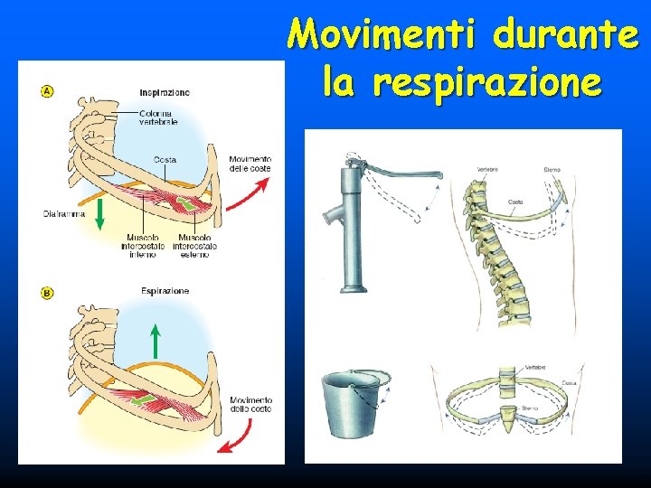 Movimenti durante la respirazione 