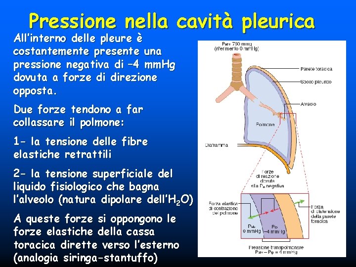 Pressione nella cavità pleurica All’interno delle pleure è costantemente presente una pressione negativa di