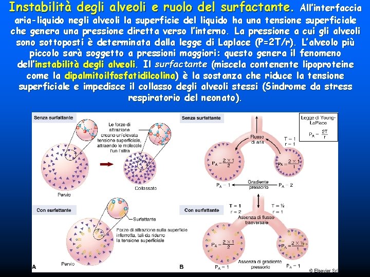 Instabilità degli alveoli e ruolo del surfactante. All’interfaccia aria-liquido negli alveoli la superficie del