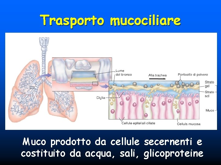 Trasporto mucociliare Muco prodotto da cellule secernenti e costituito da acqua, sali, glicoproteine 