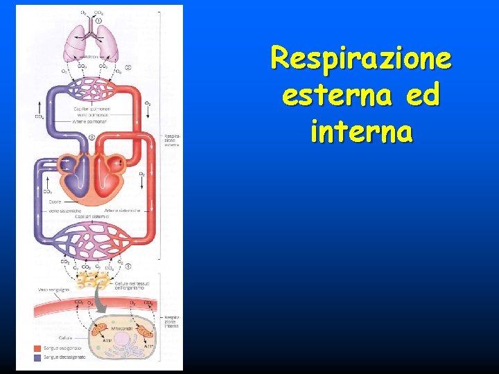 Respirazione esterna ed interna 