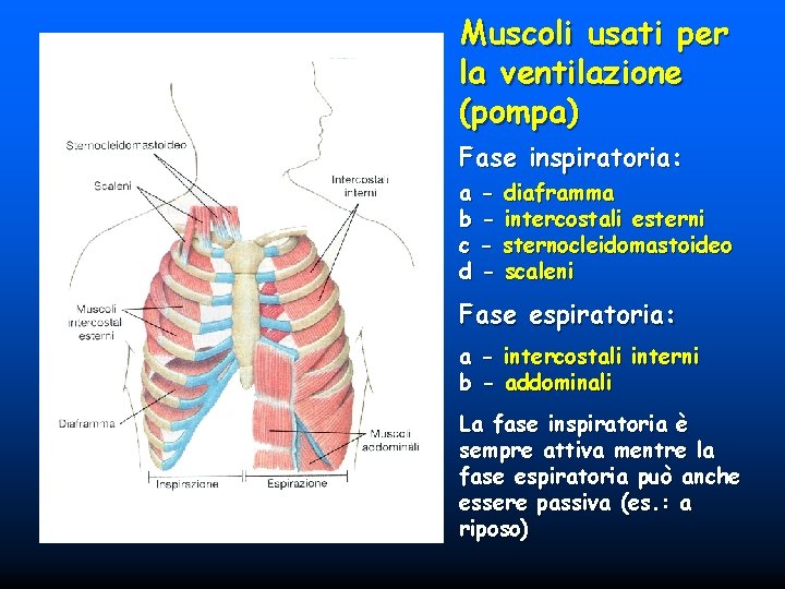 Muscoli usati per la ventilazione (pompa) Fase inspiratoria: a b c d - diaframma