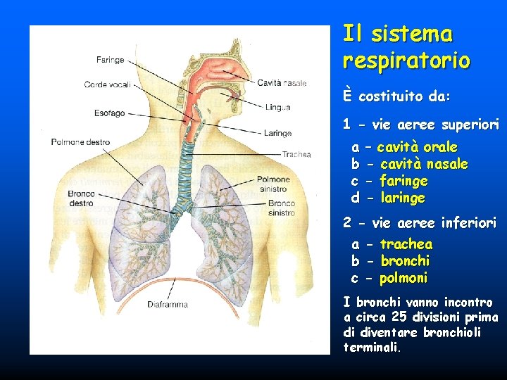 Il sistema respiratorio È costituito da: 1 - vie aeree superiori a b c