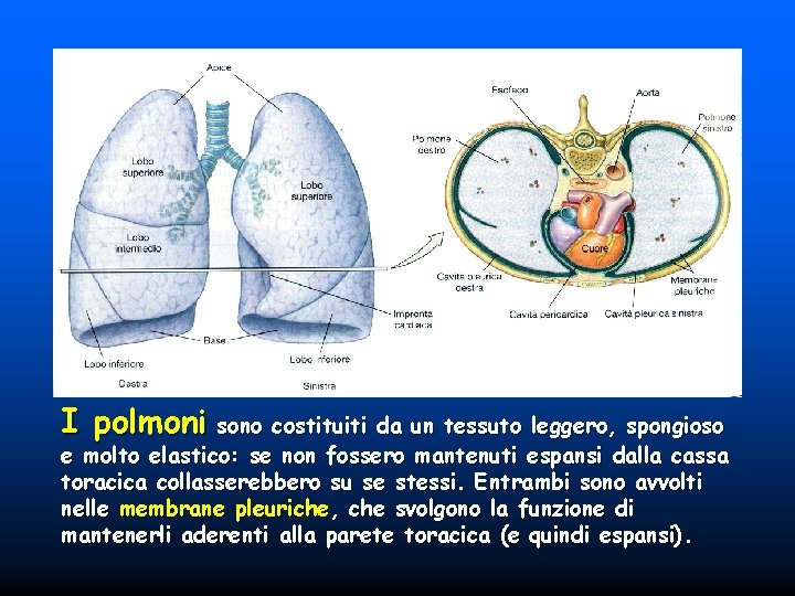 I polmoni sono costituiti da un tessuto leggero, spongioso e molto elastico: se non