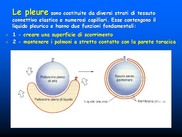 Le pleure sono costituite da diversi strati di tessuto connettivo elastico e numerosi capillari.