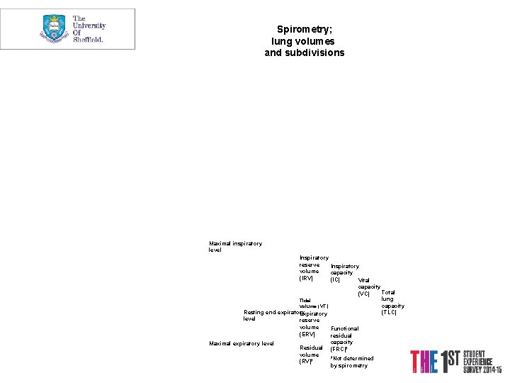Spirometry; lung volumes and subdivisions Maximal inspiratory level Lung Volumes Inspiratory reserve Inspiratory volume