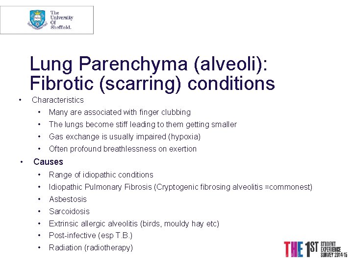 Lung Parenchyma (alveoli): Fibrotic (scarring) conditions • • Characteristics • Many are associated with