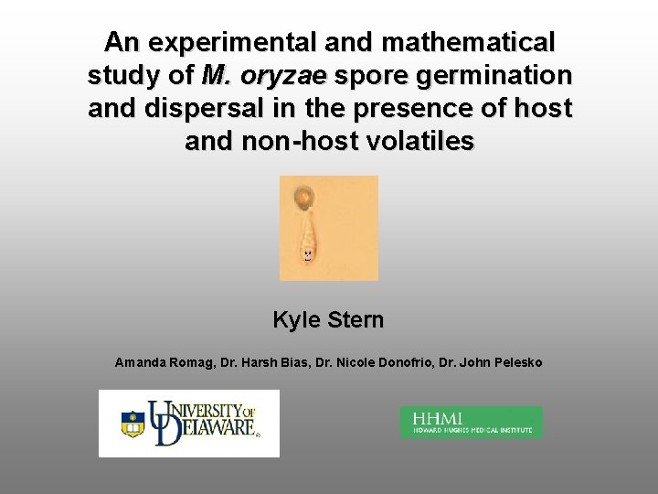 An experimental and mathematical study of M. oryzae spore germination and dispersal in the