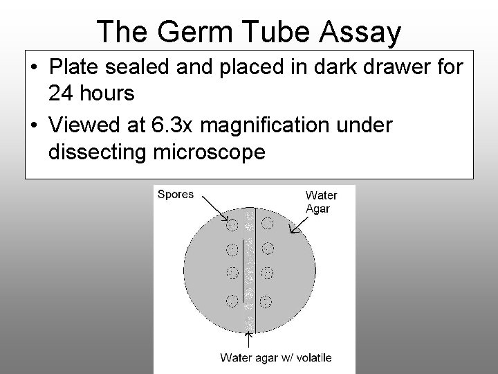 The Germ Tube Assay • Plate sealed and placed in dark drawer for 24