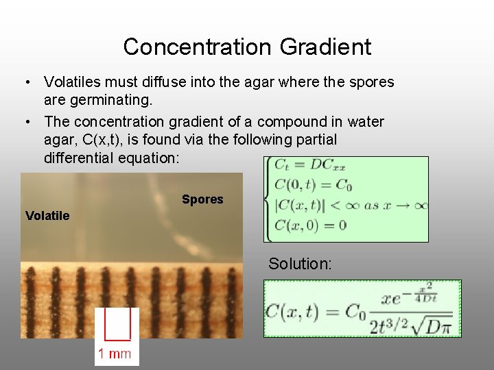Concentration Gradient • Volatiles must diffuse into the agar where the spores are germinating.