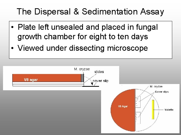 The Dispersal & Sedimentation Assay • Plate left unsealed and placed in fungal growth