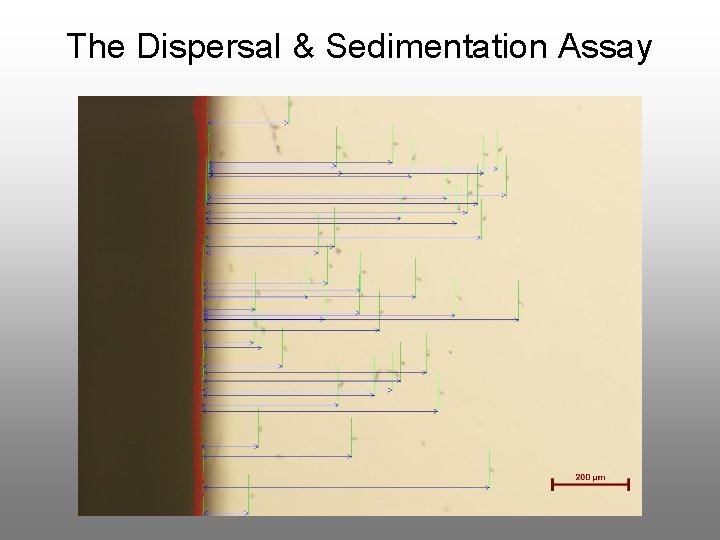 The Dispersal & Sedimentation Assay 