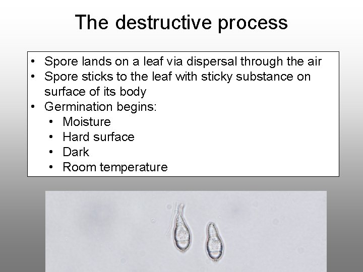 The destructive process • Spore lands on a leaf via dispersal through the air
