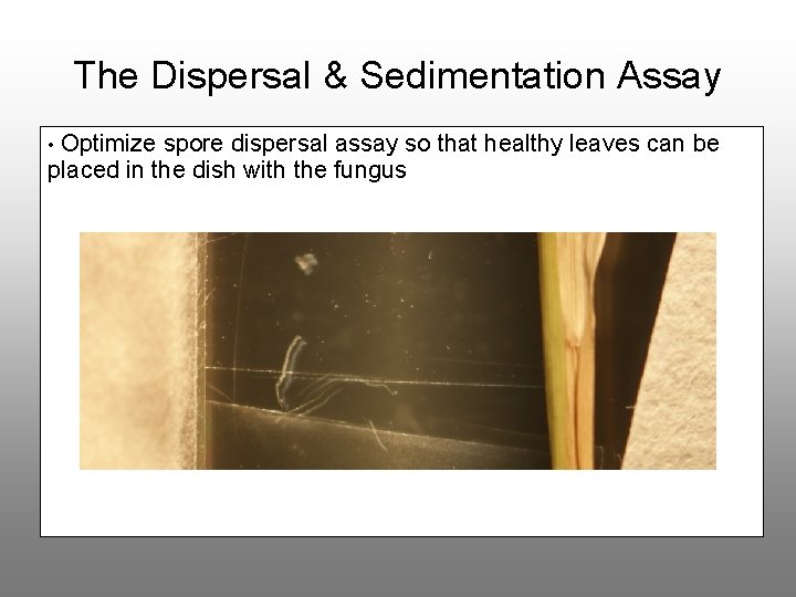 The Dispersal & Sedimentation Assay • Optimize spore dispersal assay so that healthy leaves