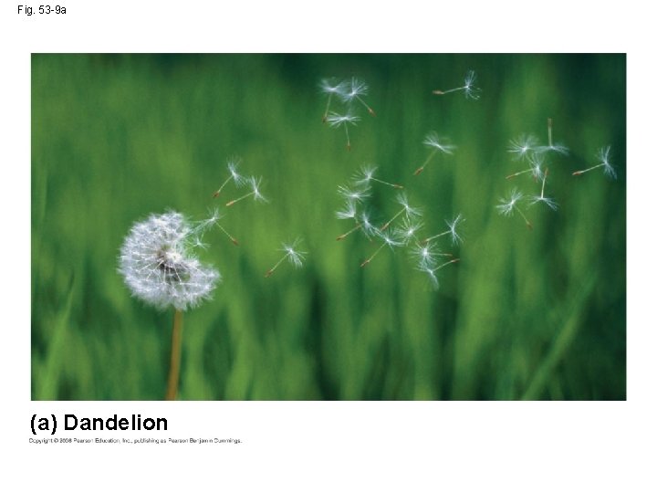 Fig. 53 -9 a (a) Dandelion 