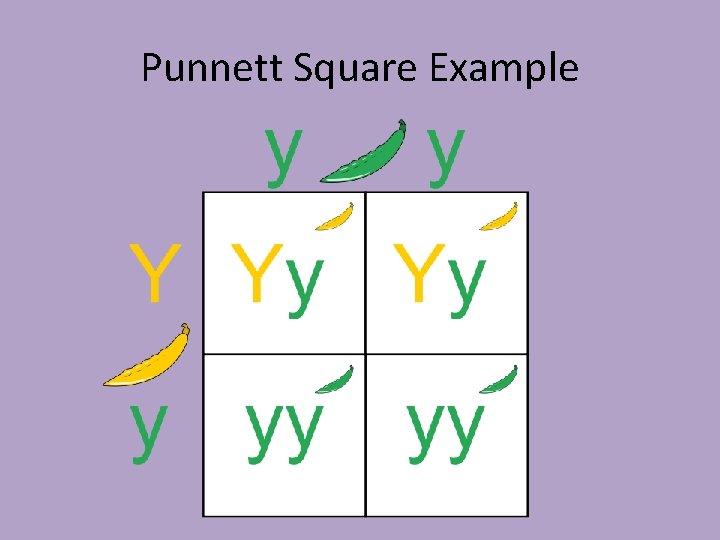 Punnett Square Example 