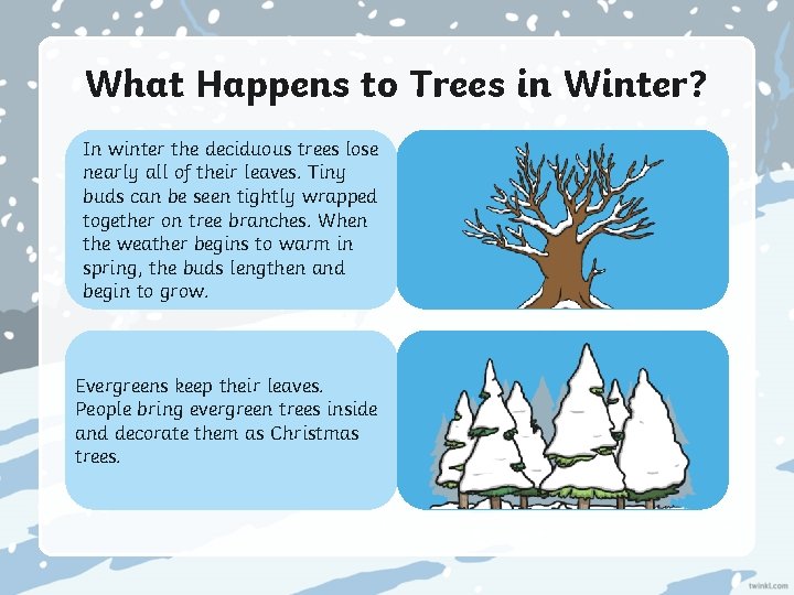 What Happens to Trees in Winter? In winter the deciduous trees lose nearly all