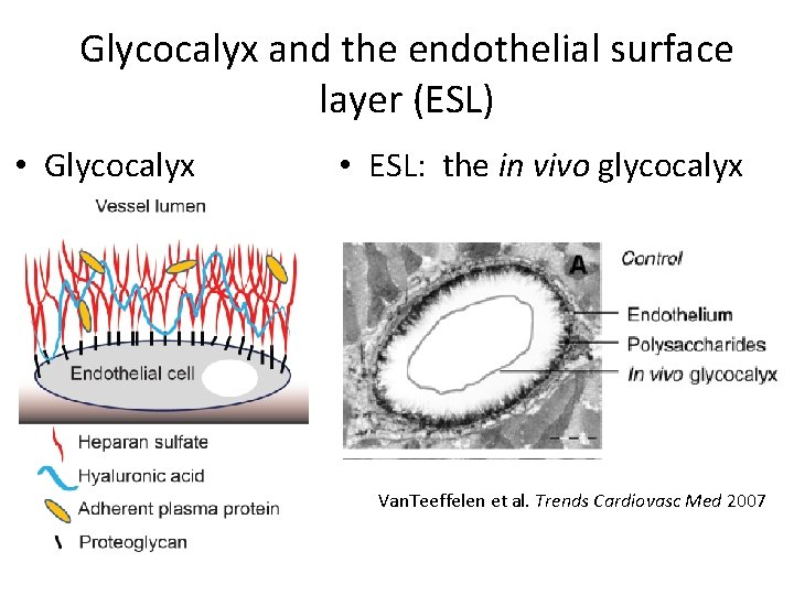 Glycocalyx and the endothelial surface layer (ESL) • Glycocalyx • ESL: the in vivo