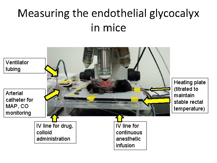 Measuring the endothelial glycocalyx in mice Ventilator tubing Heating plate (titrated to maintain stable