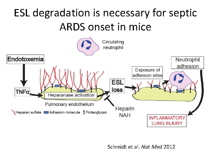 ESL degradation is necessary for septic ARDS onset in mice Schmidt et al. Nat