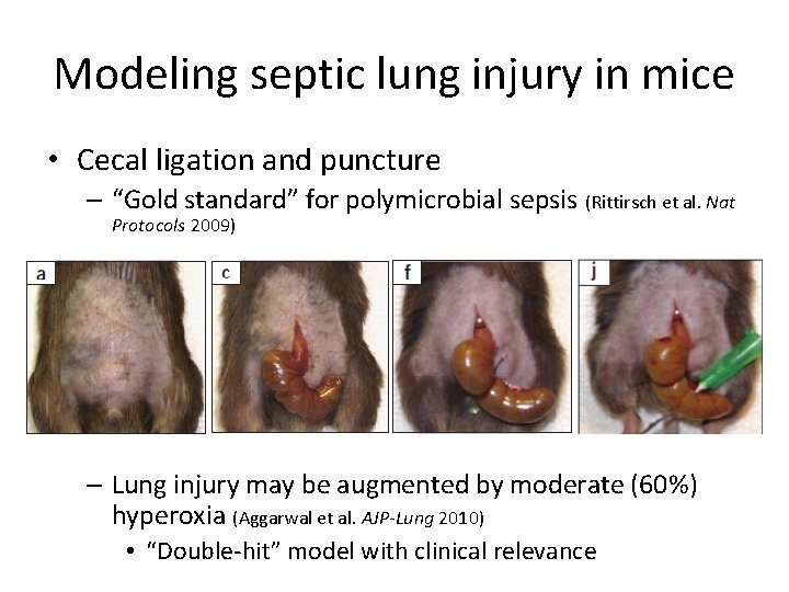 Modeling septic lung injury in mice • Cecal ligation and puncture – “Gold standard”