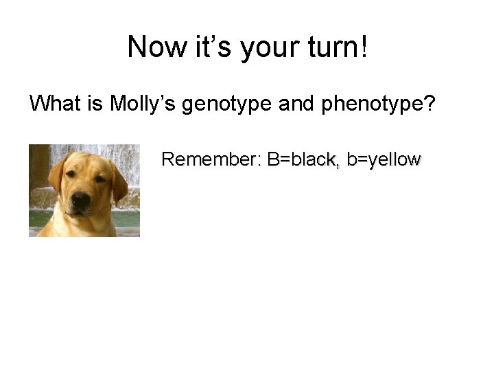 Now it’s your turn! What is Molly’s genotype and phenotype? Remember: B=black, b=yellow 